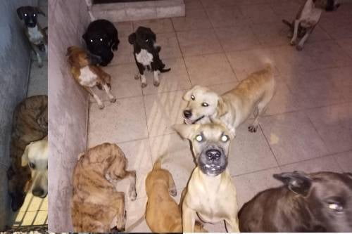Rescatan a 10 caninos en inmueble de Ecatepec